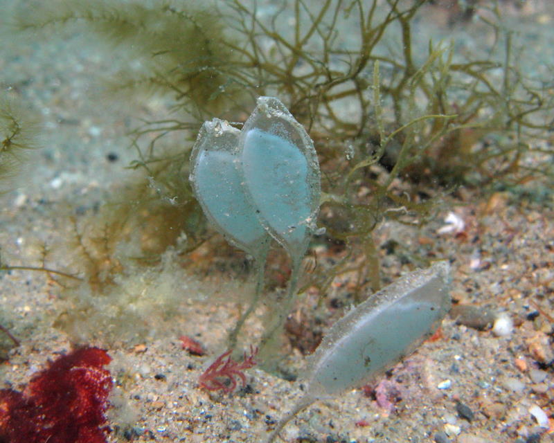 Capsula ovarica di Bivetiella cancellata